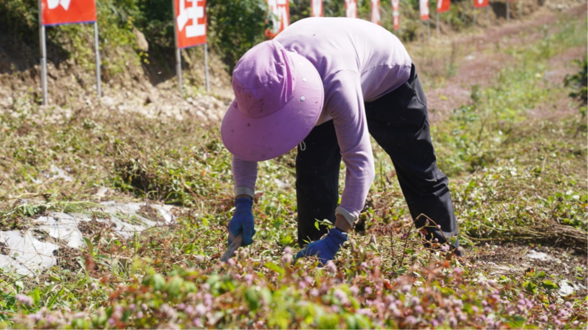 村民收割頭花蓼。