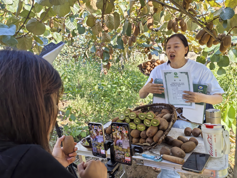 獼猴桃林中開展電商網絡直播。姜繼恒攝