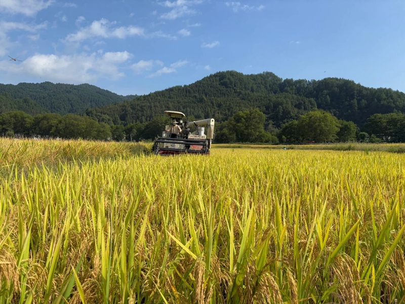 黨建別樣紅，產業遍地金。