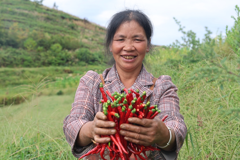 林口鎮大地村辣椒種植基地，映入眼簾的是一派繁忙喜悅的豐收景象 夏文婧 攝3.JPG