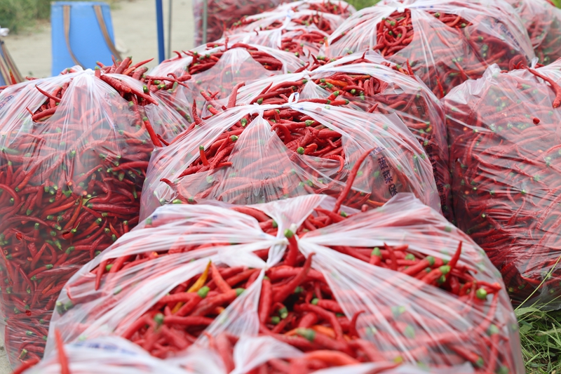 林口鎮大地村辣椒種植基地，映入眼簾的是一派繁忙喜悅的豐收景象 夏文婧 攝.JPG