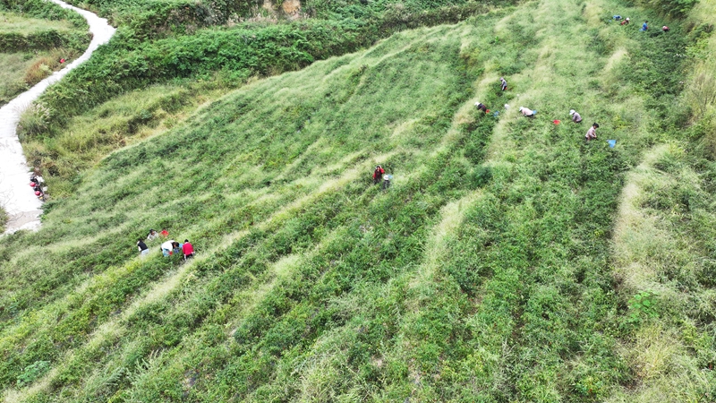 林口鎮大地村辣椒種植基地 夏文婧 攝.JPG