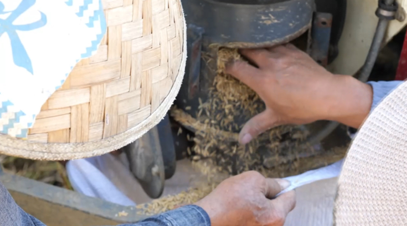 水稻測產創佳績 畝產實現新突破。