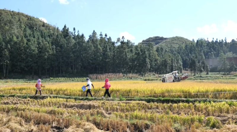 水稻測產創佳績 畝產實現新突破。