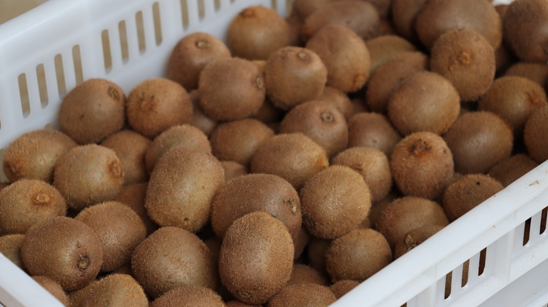 貴州獨山翁奇村：藤間掛滿獼猴桃 豐收季里話增收。