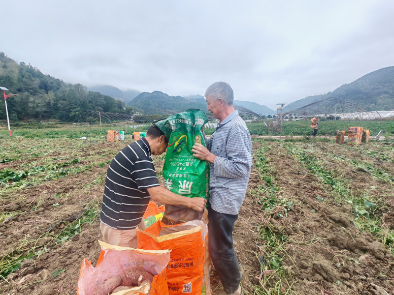 黨建引領產業旺 壩區紅薯富農家。