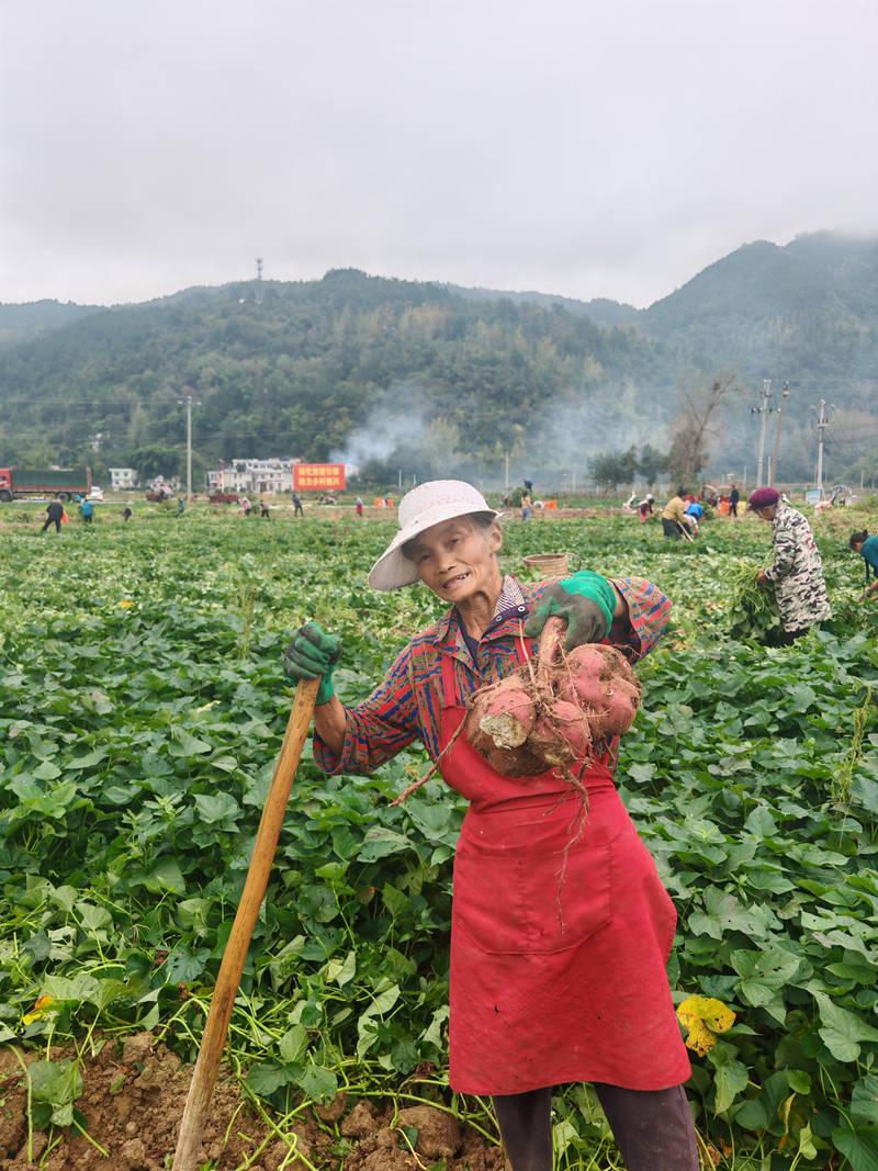 黨建引領產業旺 壩區紅薯富農家。