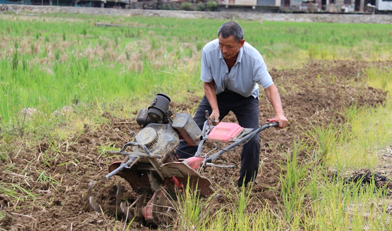 松桃麻兔村：油菜種植讓“冬閑田”變“增收地”