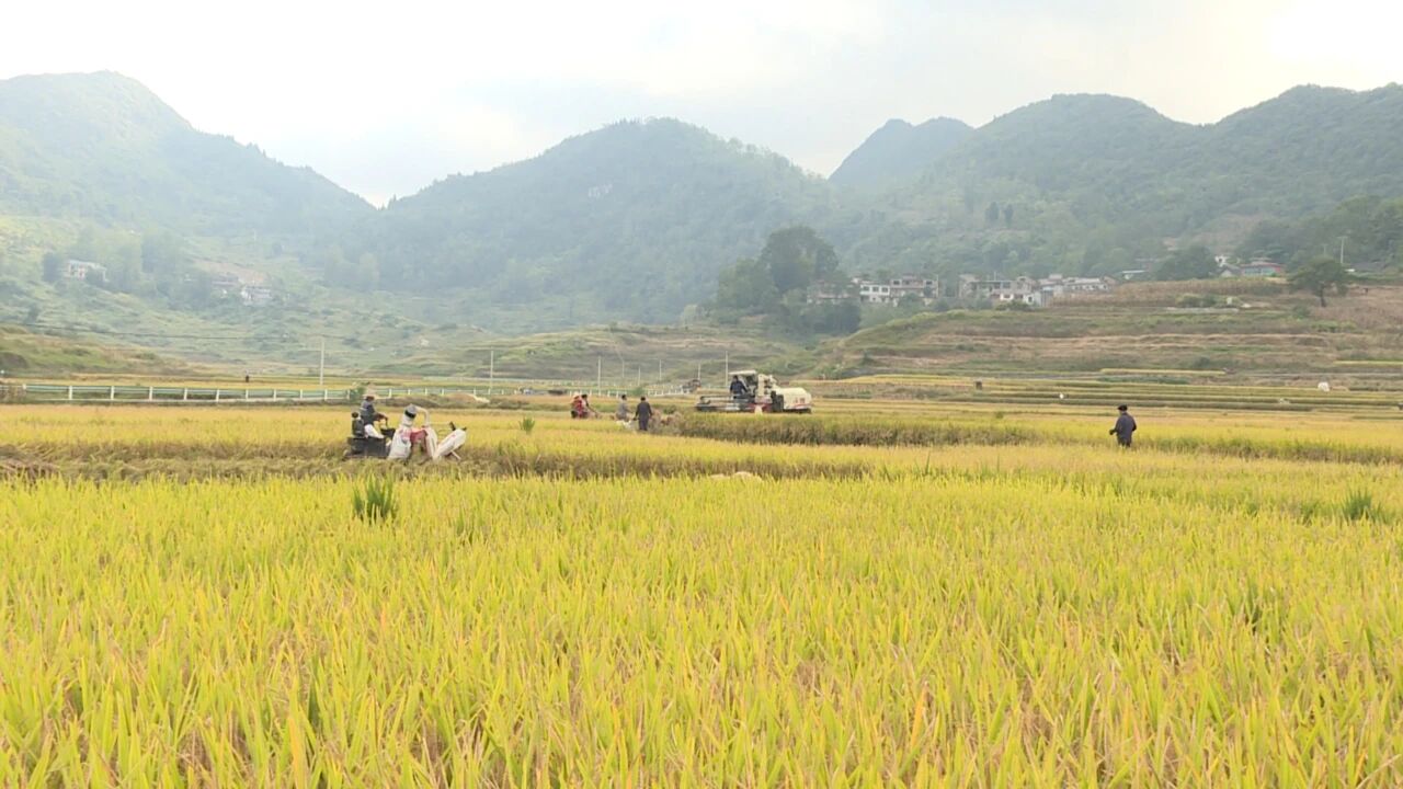 稻谷豐收，田野一片金黃。