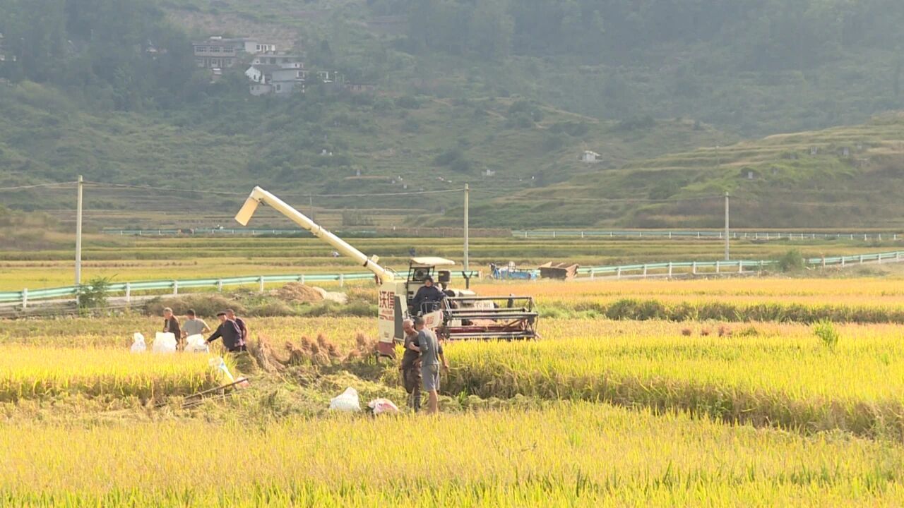 機械收割機穿梭稻田間忙著采收稻谷。