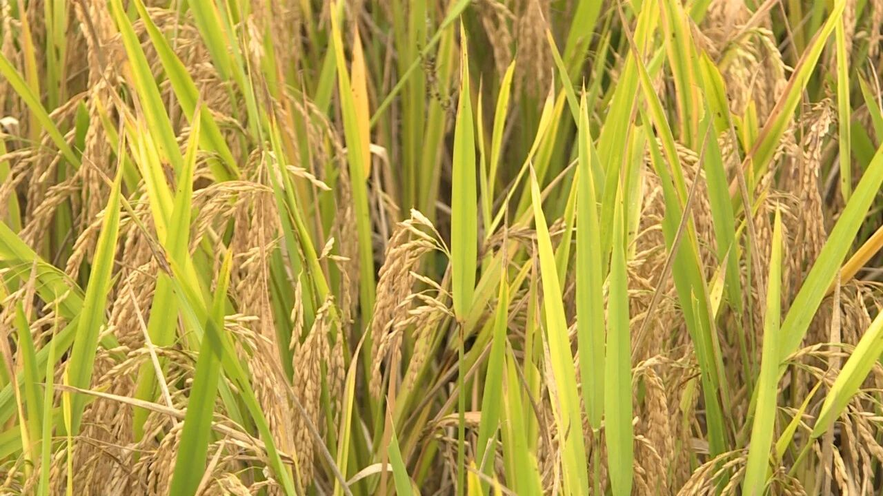 稻谷豐收。