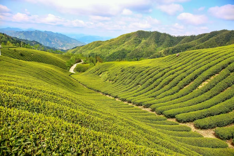 1、茶園。.jpg
