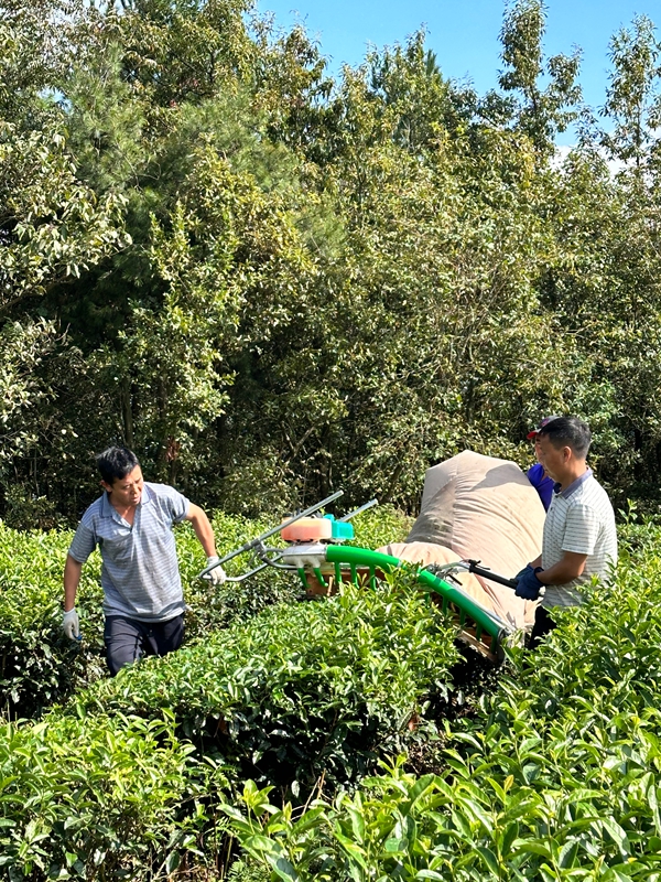 2、工人們用采茶機正在采茶。.jpg