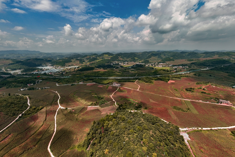 金沙縣酒用高粱種植基地 吳艷禹 攝
