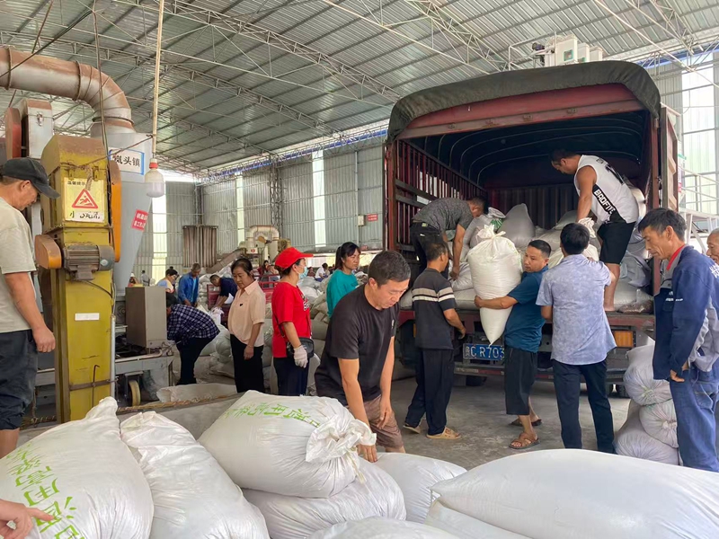 農戶們正在搬運高粱 金莎 攝 (2)