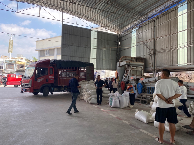 金沙縣光明糧油儲備管理有限公司安底分公司的收購點 金莎 攝