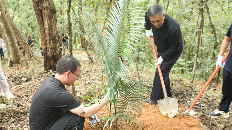 中國特有珍稀瀕危植物叉孢蘇鐵在貴州望謨野外回歸。