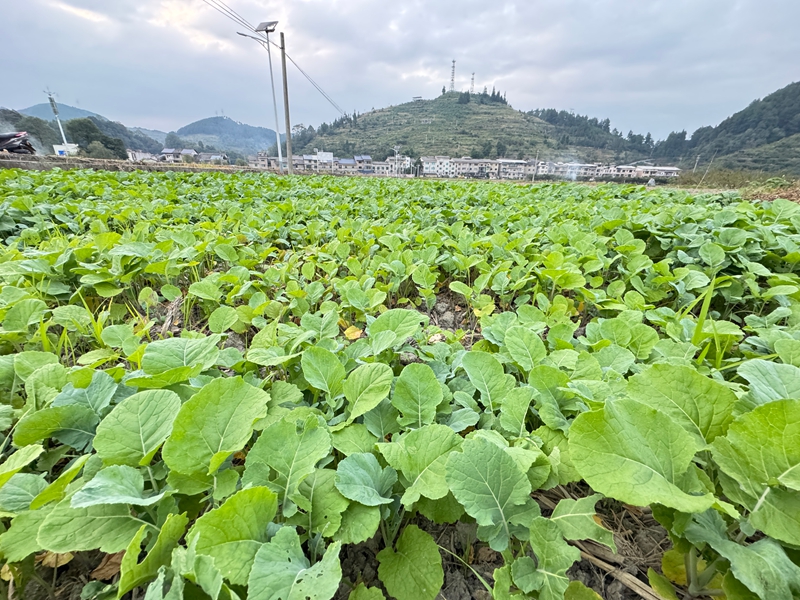 圖為：培育好的油菜苗 （胡曉嫻 攝）