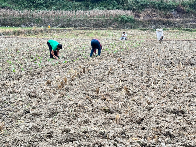 圖為:移栽油菜苗的火熱景象 (胡曉嫻 攝)