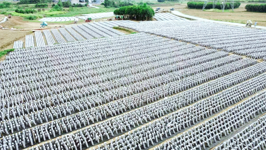松桃孟溪鎮食用菌產業基地。任濤攝