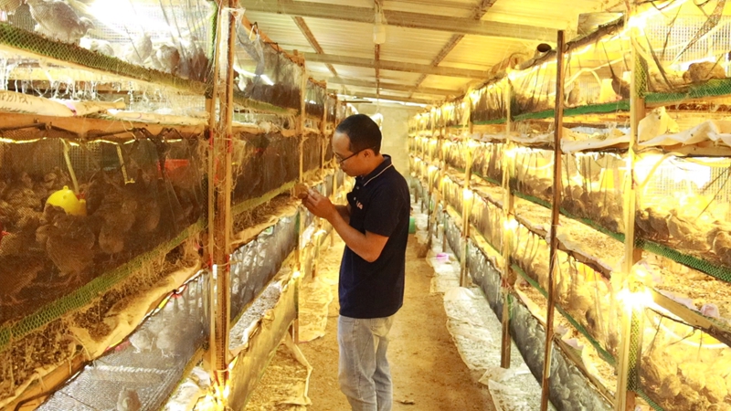 網絡科技賦能養殖業，大山深處駛上智慧快車。