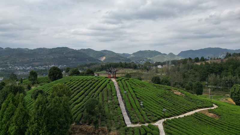 貴州思南：“碾茶”走出茶產業發展新路徑 (2).JPG