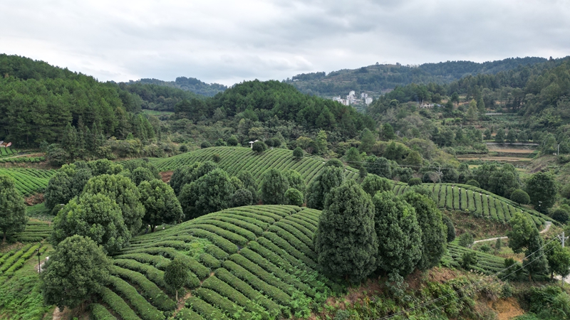 思南“碾茶”走出茶產業發展新路徑。
