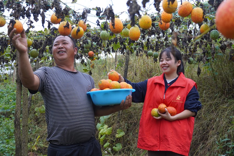 貴州鎮遠：小吊瓜結出“金瓜籽”  小果實撬動大振興 (2)