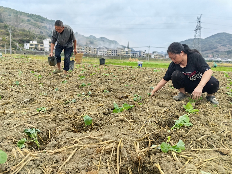 村民們正在移栽油菜。