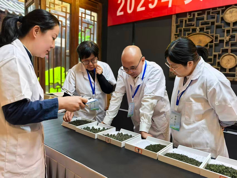 專家對茶樣進行茶樣形狀的評審。