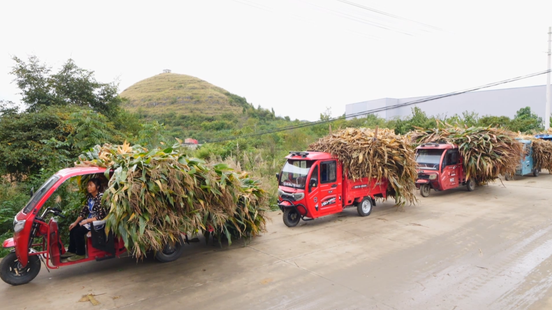 一根小秸稈“鏈”起多方共贏大產業。
