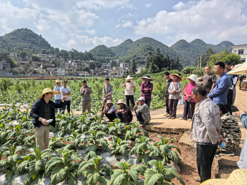 試驗田田間課堂現場。