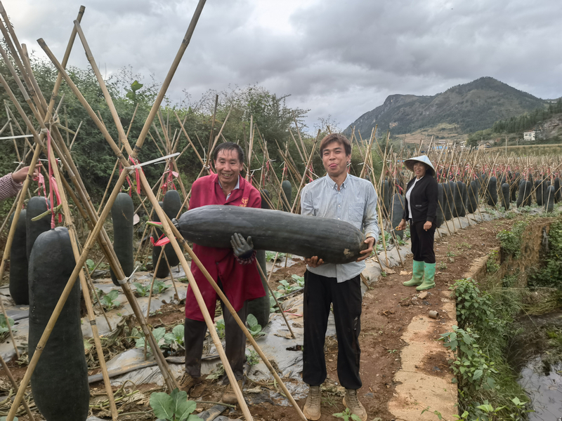 煙農錢頂亮抱著成熟的冬瓜。
