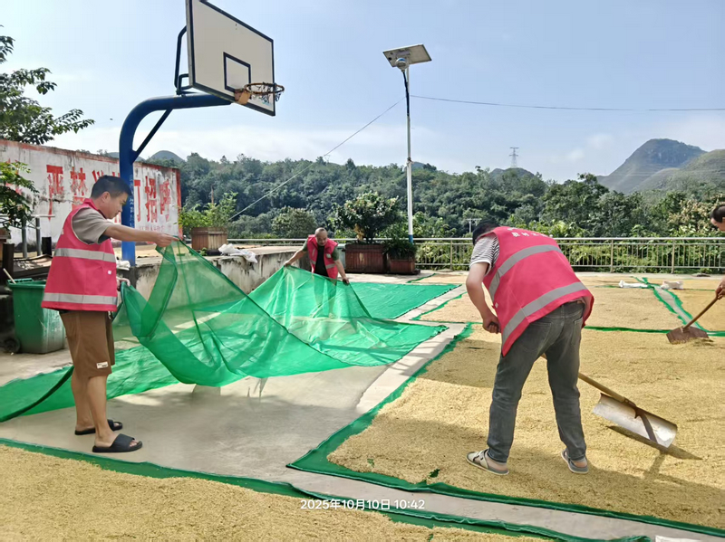 小河村籃球場變“曬谷場”。