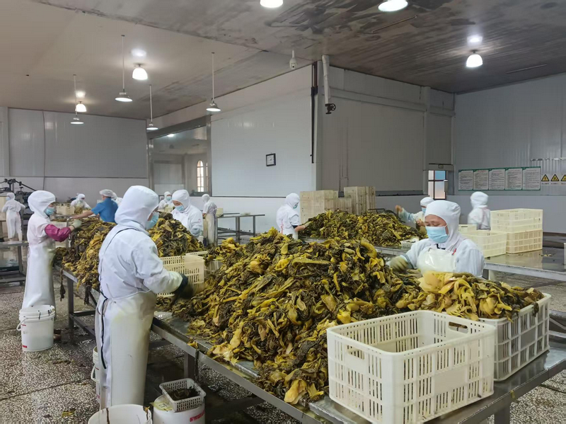 貴州獨山：泡菜企業加工忙 全力沖刺四季度 。