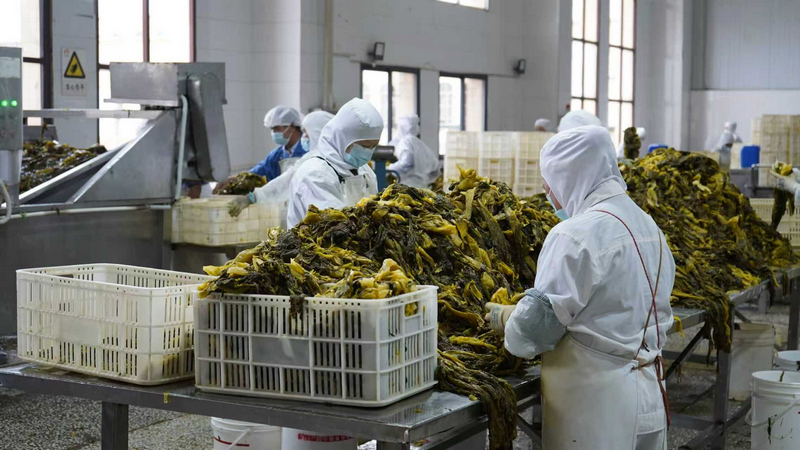 貴州獨山：泡菜企業加工忙 全力沖刺四季度 。