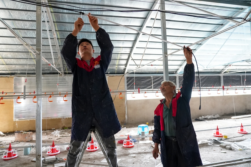 站街鎮林歹村新建的肉雞養殖場內工人在安裝燈帶。沈建華 攝.jpg