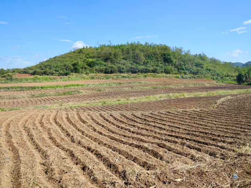 貴州平壩十字鄉九甲村：“訂單蘿卜”繪就鄉村振興新畫卷 (3).jpg