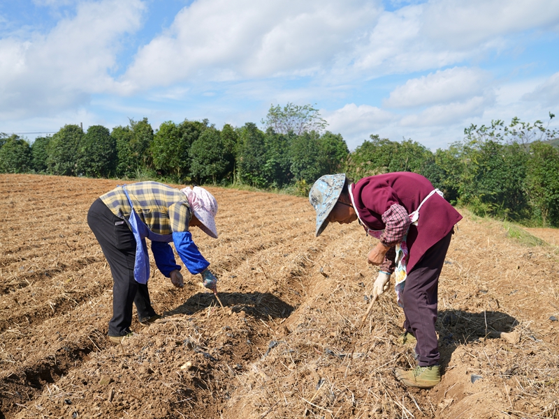 十字鄉九甲村“訂單蘿卜”繪就鄉村振興新畫卷。