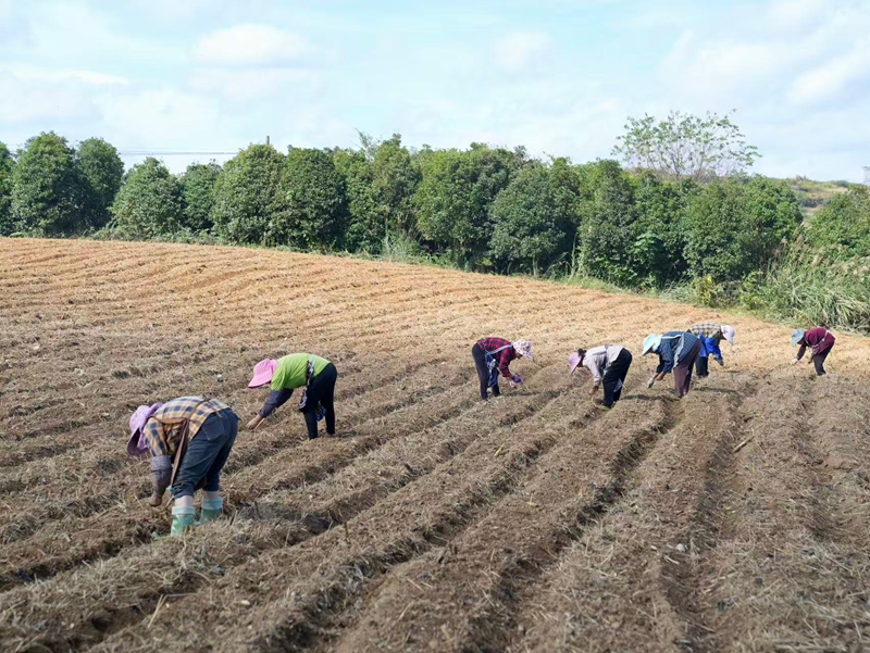 十字鄉九甲村“訂單蘿卜”繪就鄉村振興新畫卷。