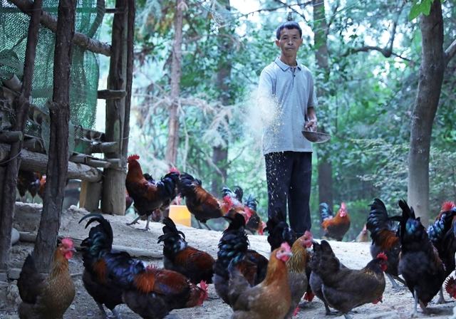 南哨鎮巫虎村的林下養雞產業，是劍河縣探索林下經濟、推動鄉村振興的生動縮影……【詳細】