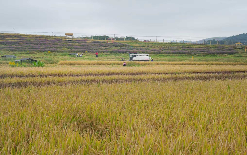 產銷兩旺干勁足。