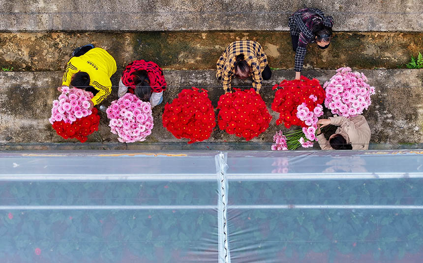 村民在采收非洲菊。 