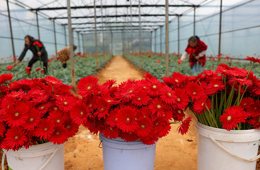  村民在采收非洲菊。 