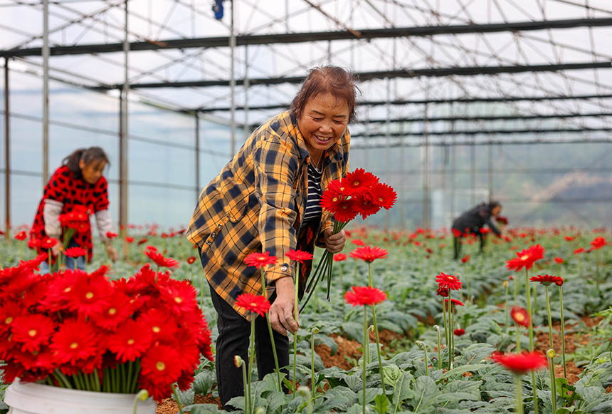 村民在采收非洲菊。