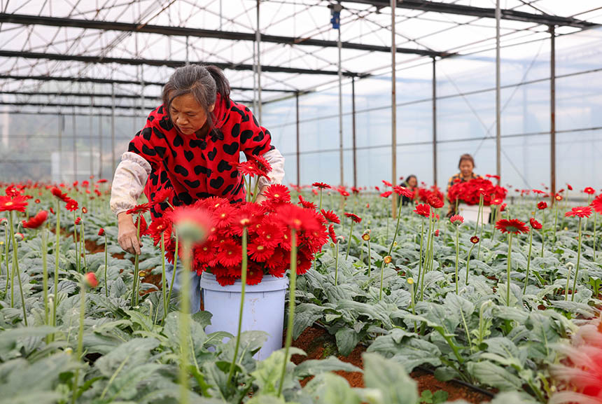 村民在采收非洲菊。 