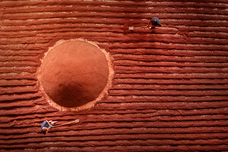 釀酒工人們正在緊張有序地潤糧。