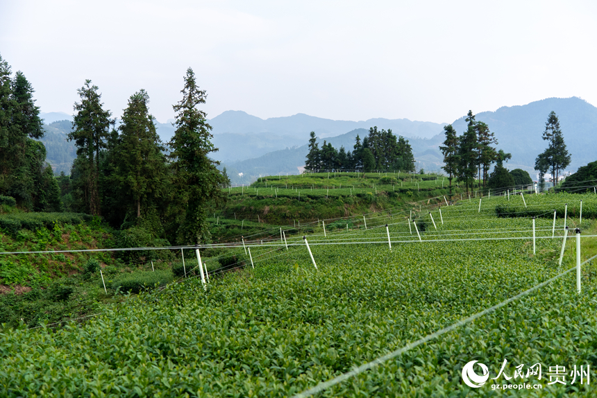 基地內長勢旺盛的茶樹。人民網記者 涂敏攝