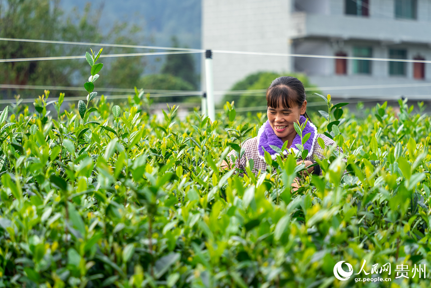 茶農在茶園內采收秋茶。人民網記者 涂敏攝