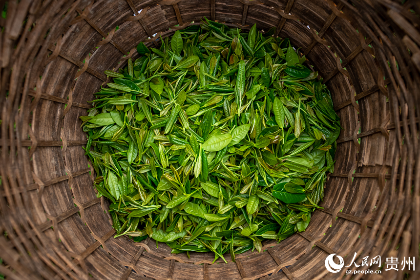 茶簍內剛剛采收的秋茶。人民網記者 涂敏攝